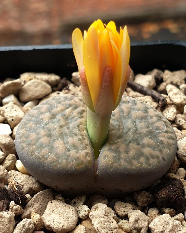 2_Lithops_bromfieldii_v._glaudinae_Rubroroseus.jpg